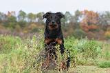 BEAUCERON 320